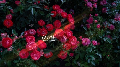 4K唯美治愈护眼の玫瑰花朵