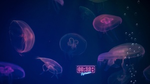护眼水母