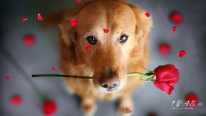 狗狗为你献上玫瑰花