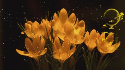 夜间渐渐盛开的郁金香