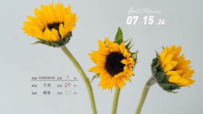 4k高清治愈向日葵系列