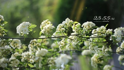 春意治愈阳光花丛