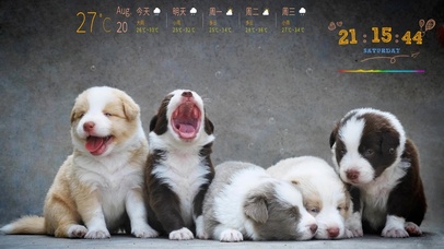 狗狗壁纸