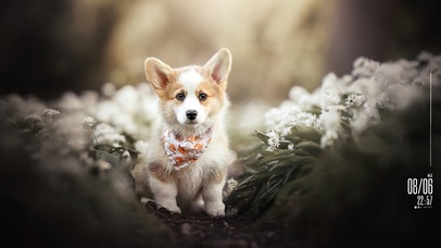 可爱汪星人 6K超清