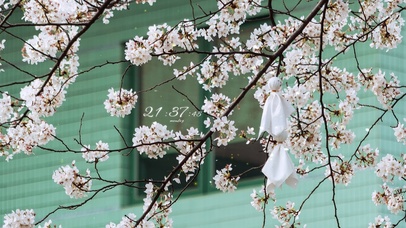 4k 浪漫樱花和晴天娃娃