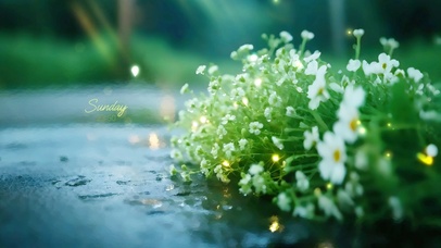 超治愈夏日风清新解压碎花物语