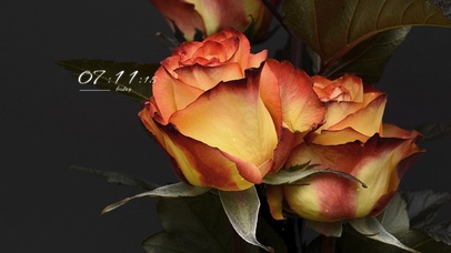 4k高清唯美花系列