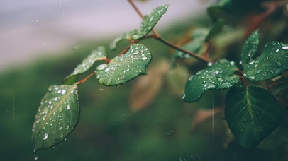 绿叶与细雨 风景动态壁纸 动态壁纸下载 元气壁纸