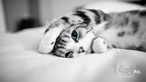 6K 超清 【小奶猫】