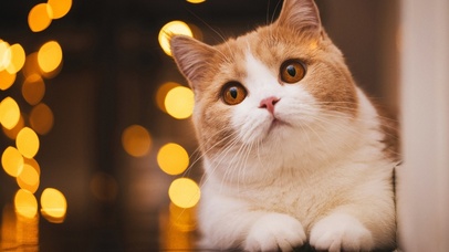 4K治愈奶萌小猫握爪爪！