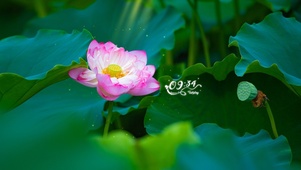 唯美治愈荷花