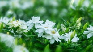 4K清新花开栀子花