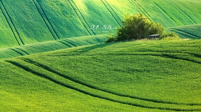 4k 一望无际的绿色稻田