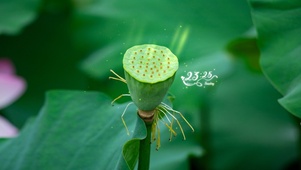 4k护眼莲蓬