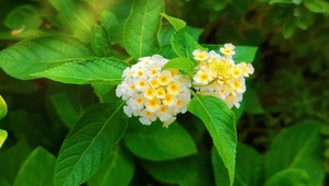 护眼：阳光下的花卉