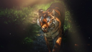 老虎tiger