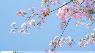 桃花朵朵开—【主题桌面】