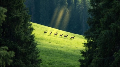 盛夏森林里的麋鹿