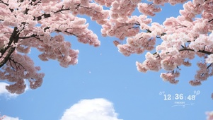樱花树下