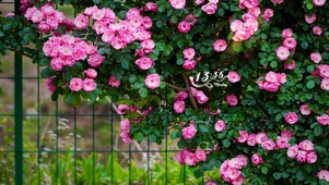 唯美蔷薇花