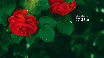 4k唯美阳光花草风景