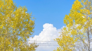 风摇盛夏