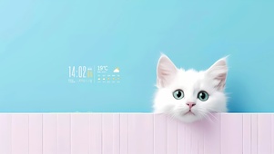 超可爱猫咪