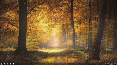 4K唯美晚秋树林主题