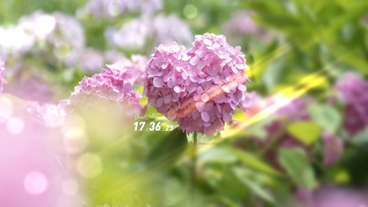 4K唯美治愈清新护眼花丛