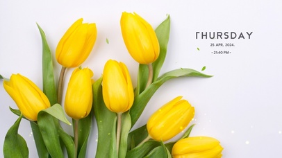 4k清新高级郁金香桌面