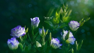 4k高清  光
