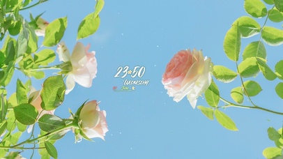 4K治愈清新夏日花朵