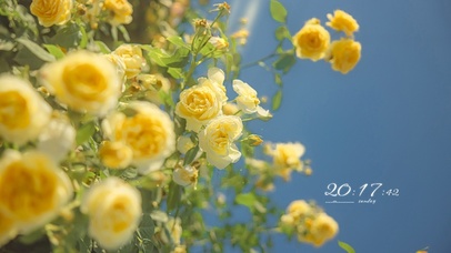 4k唯美治愈午后的鲜花