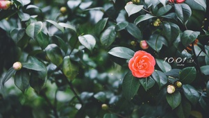 唯美山茶花