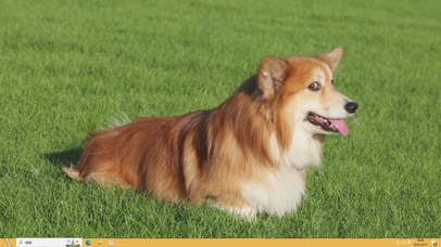 狗狗—【主题桌面】