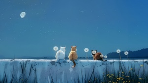 看流星的小猫