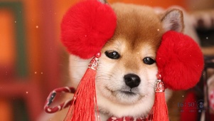 可爱柴犬狗狗