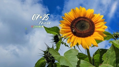 4k高清治愈向日葵系列