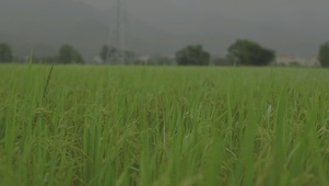 阴雨天的稻田