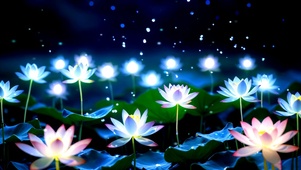 夏夜荷影