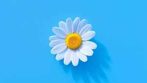 简约小花