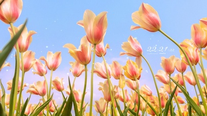 5k 春日盛开的郁金香