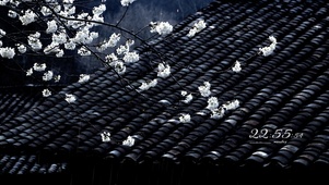 4k 一枝樱花春带雨