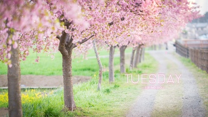 唯美可爱樱花树