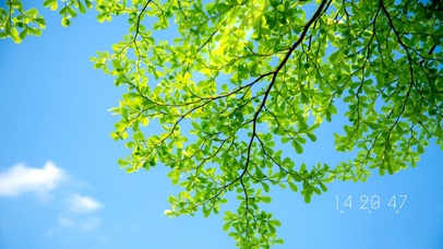 4K盛夏清新绿叶