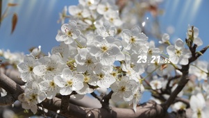 春日微风花海，聆听优美吉他音乐