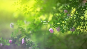 唯美护眼鲜花
