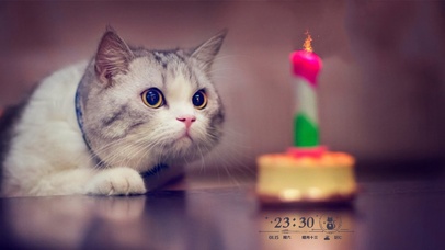 过生日的小猫咪