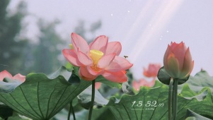 4K护眼荷花