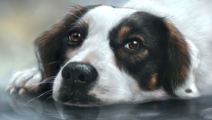 狗狗